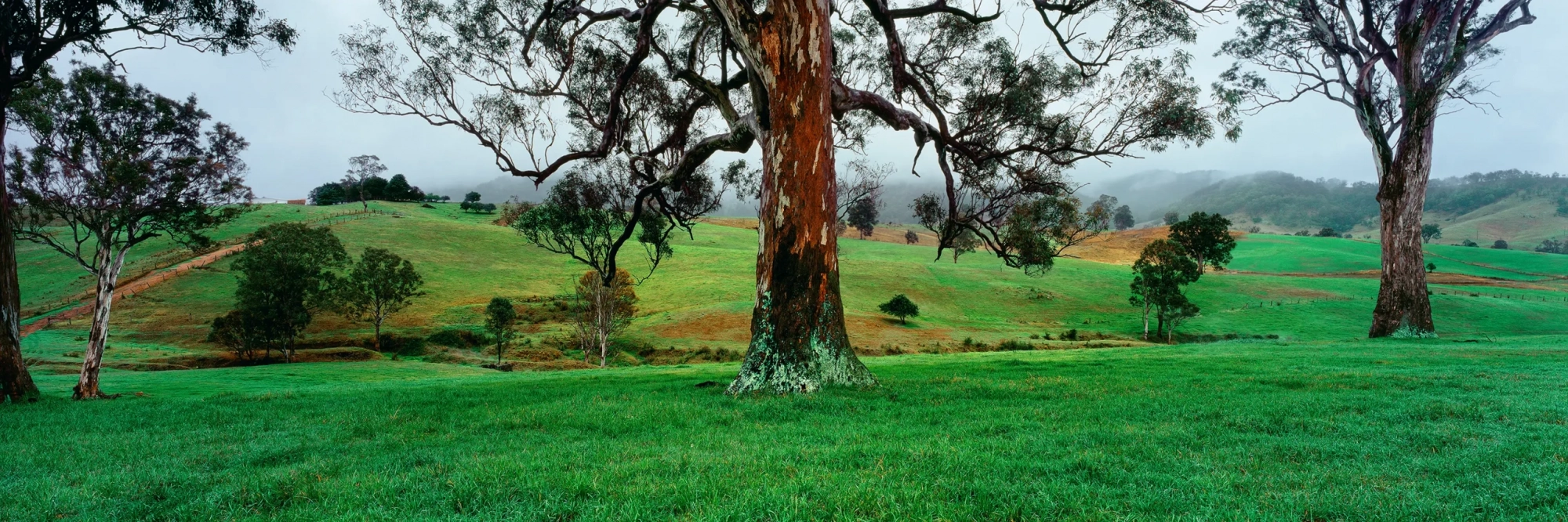 Green Pastures  Wall Art