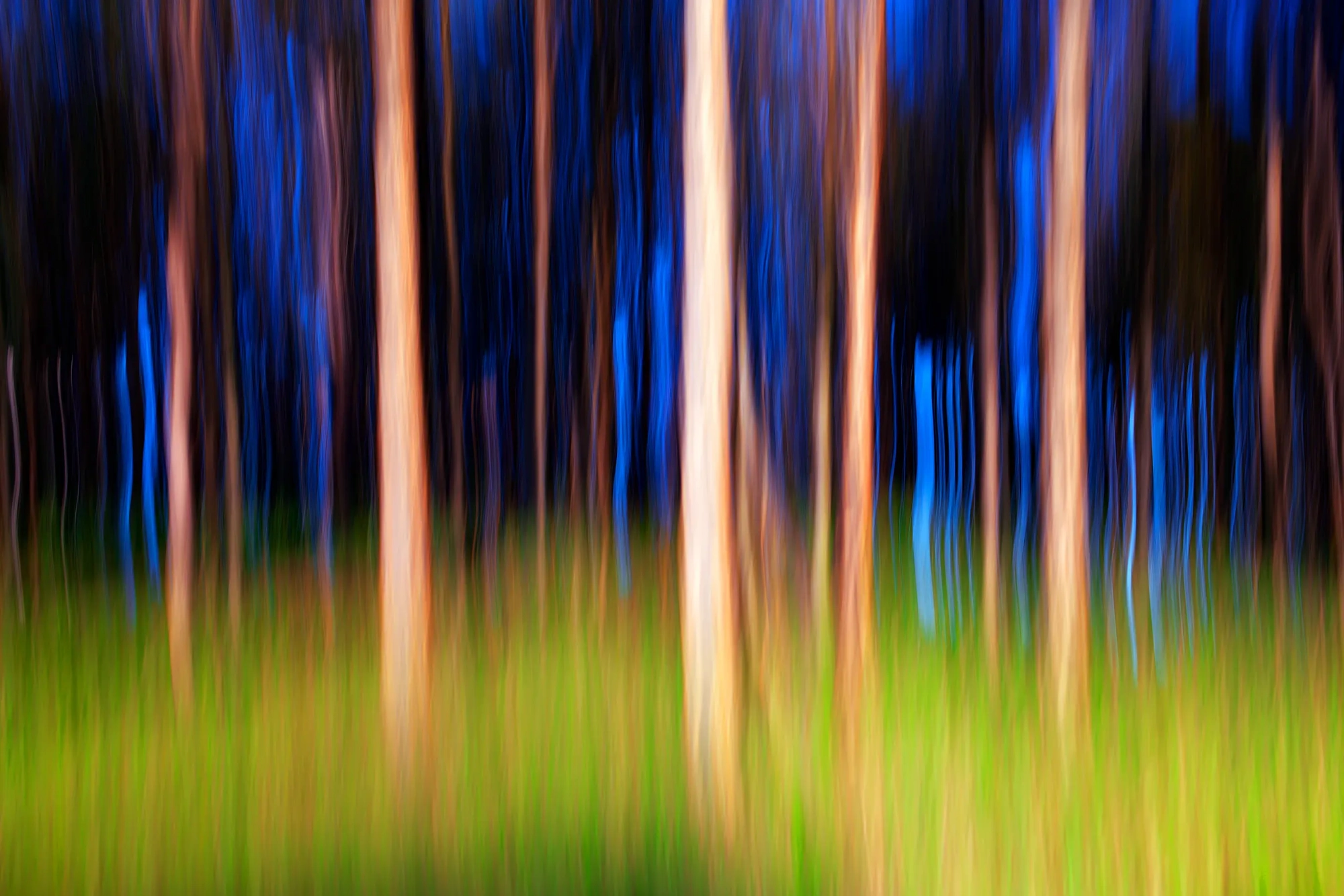 Hidden Forest  Wall Art