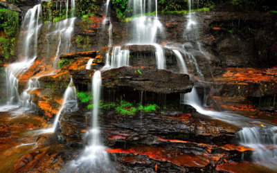 Bringing the Wet Indoors: The Magic of Mark Zissis’ Rainforest and Waterfall Photography