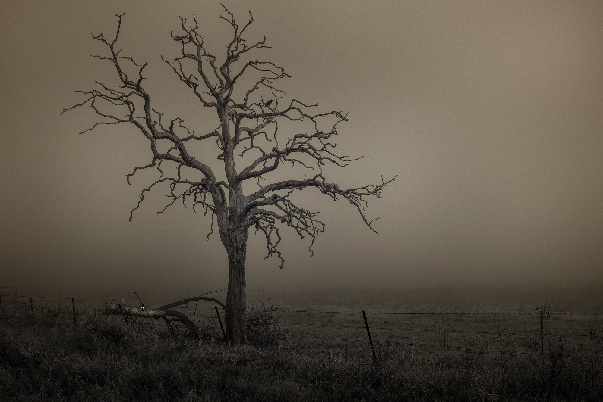 The Haunting 1/1  Wall Art