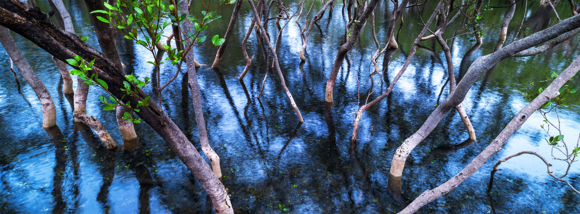 Mangrove Reflections  Wall Art