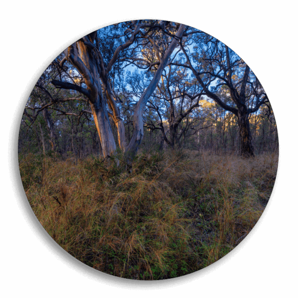 Capertee Gum Trees -  Circle  Wall Art