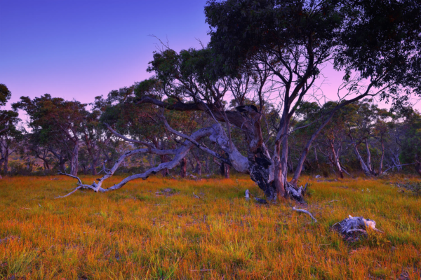 Tasman Twilight
